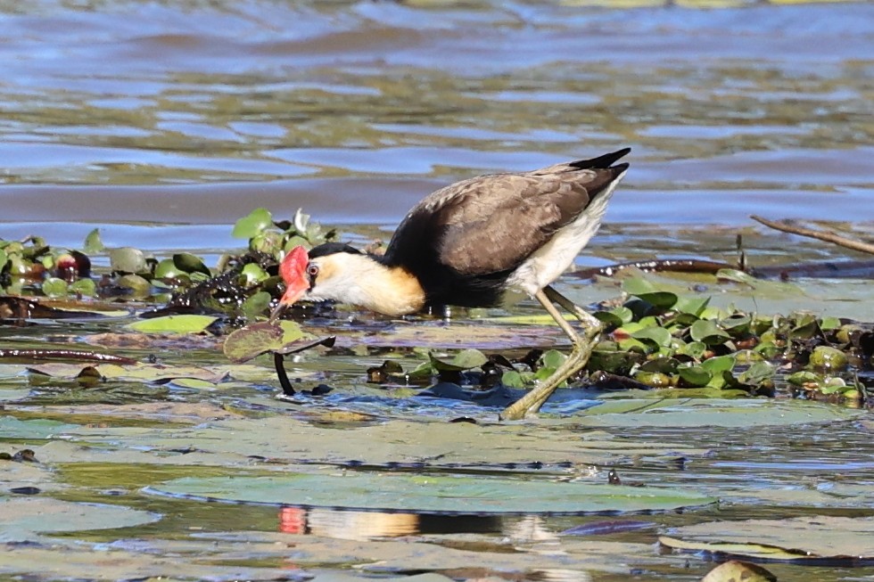 Comb-crested Jacana - ML640998762