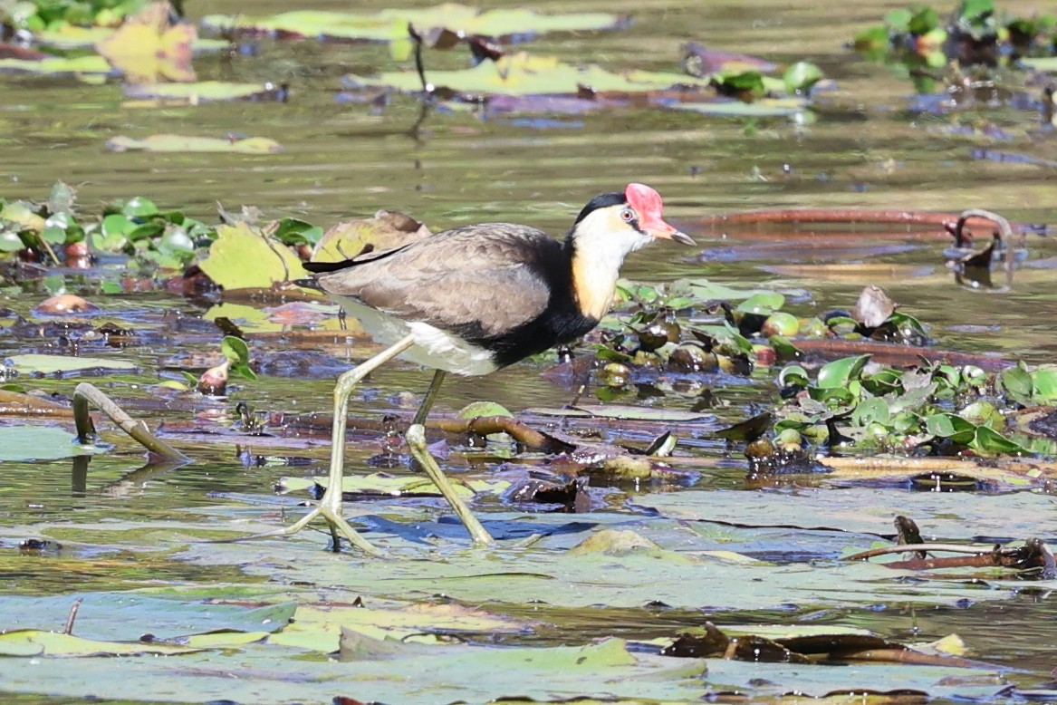 Comb-crested Jacana - ML640998763