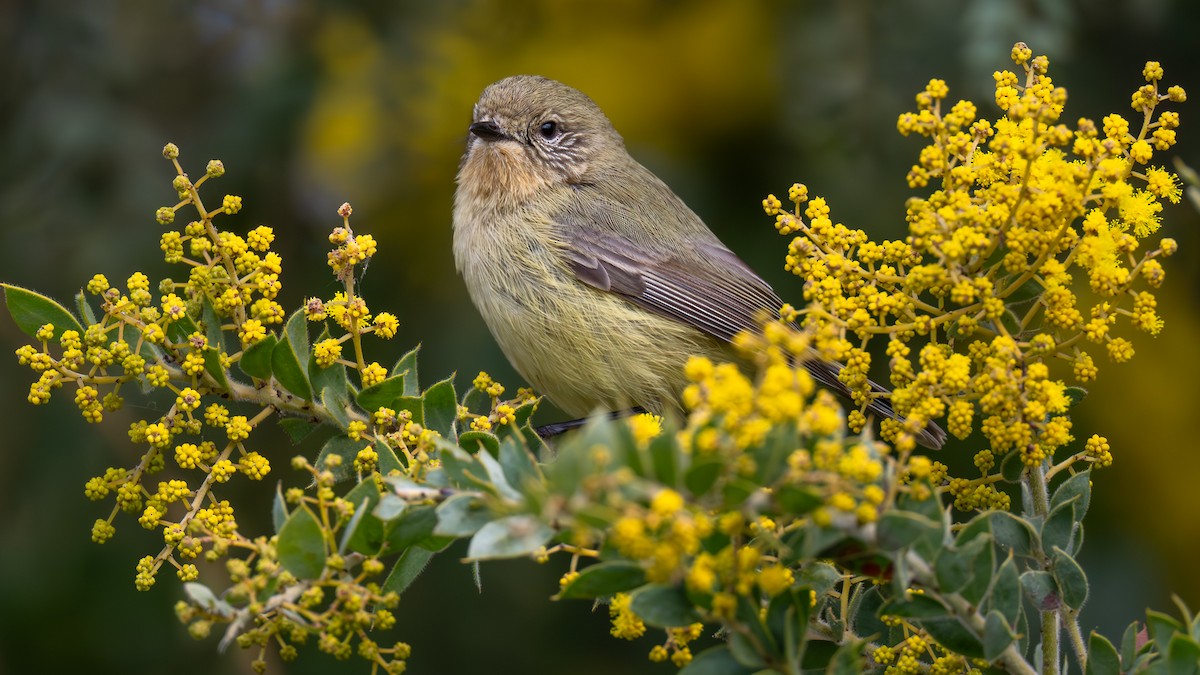 Yellow Thornbill - ML640998766