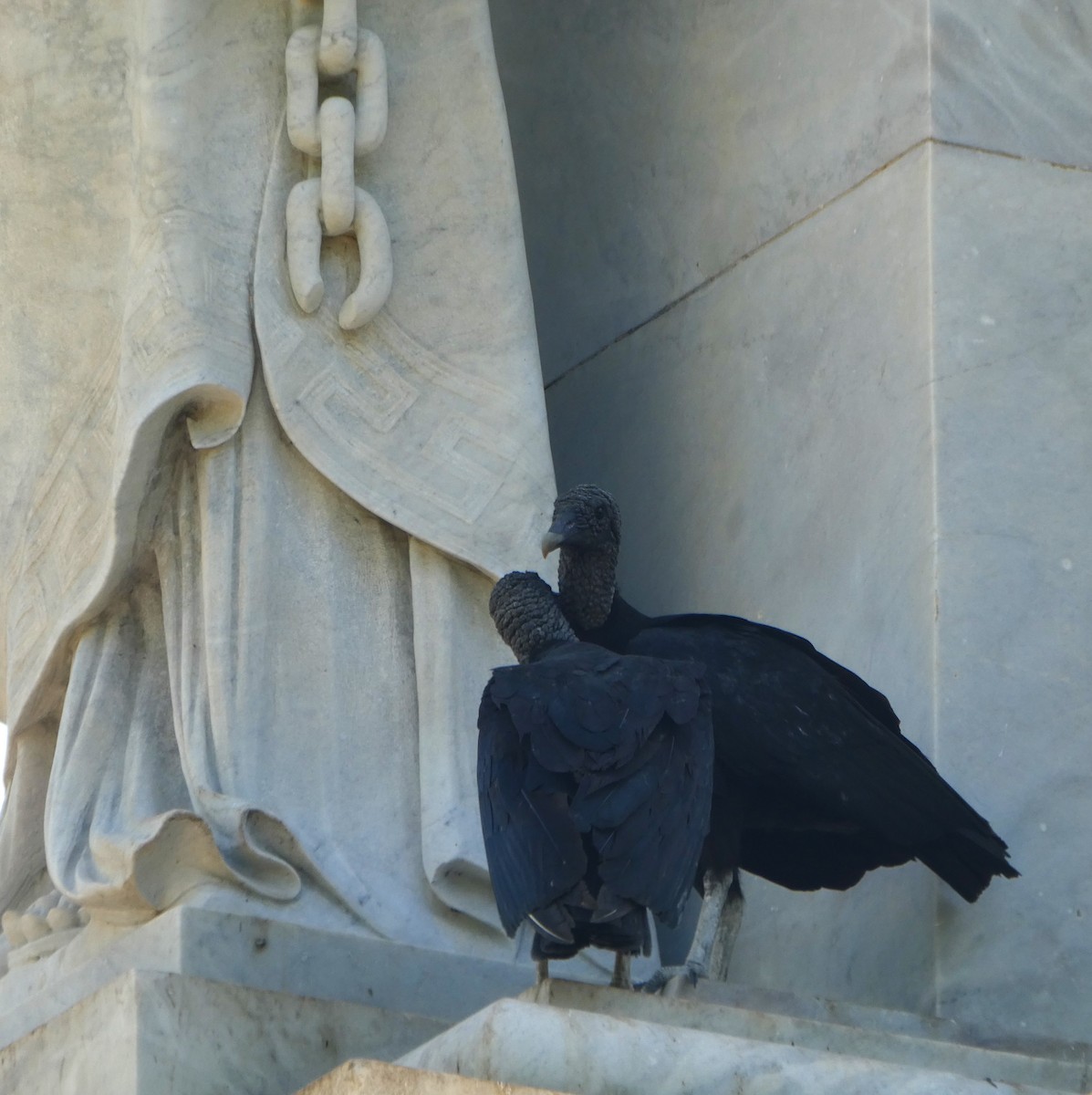Black Vulture - ML640998769