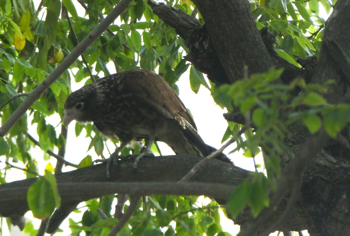 Yellow-headed Caracara - ML640998783