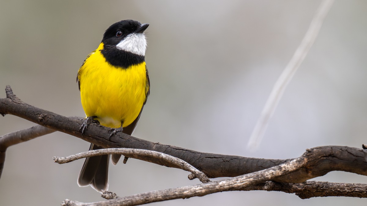 Golden Whistler - ML640998791