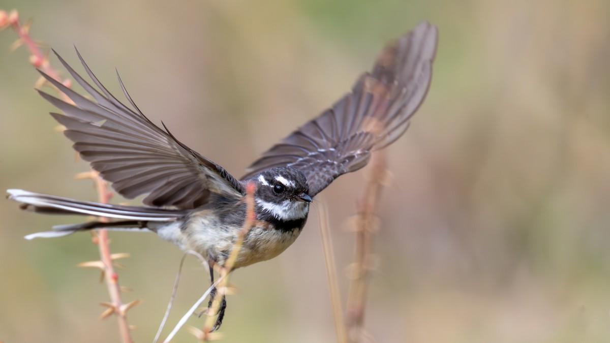 Gray Fantail - ML640998794