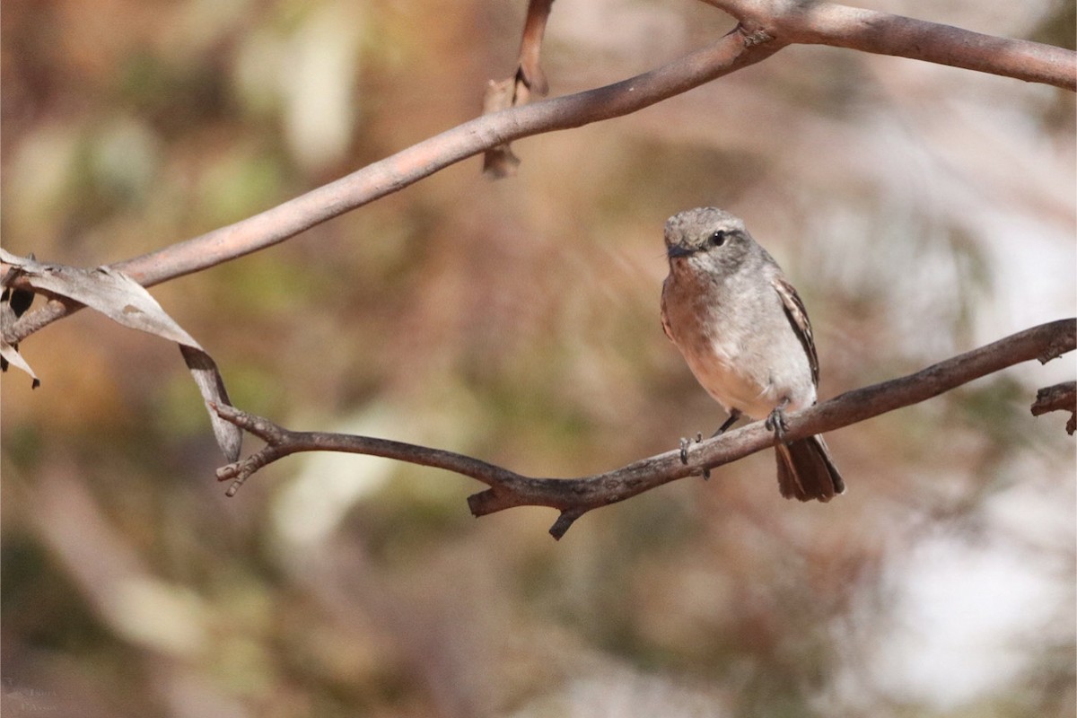Hooded Robin - ML640998796