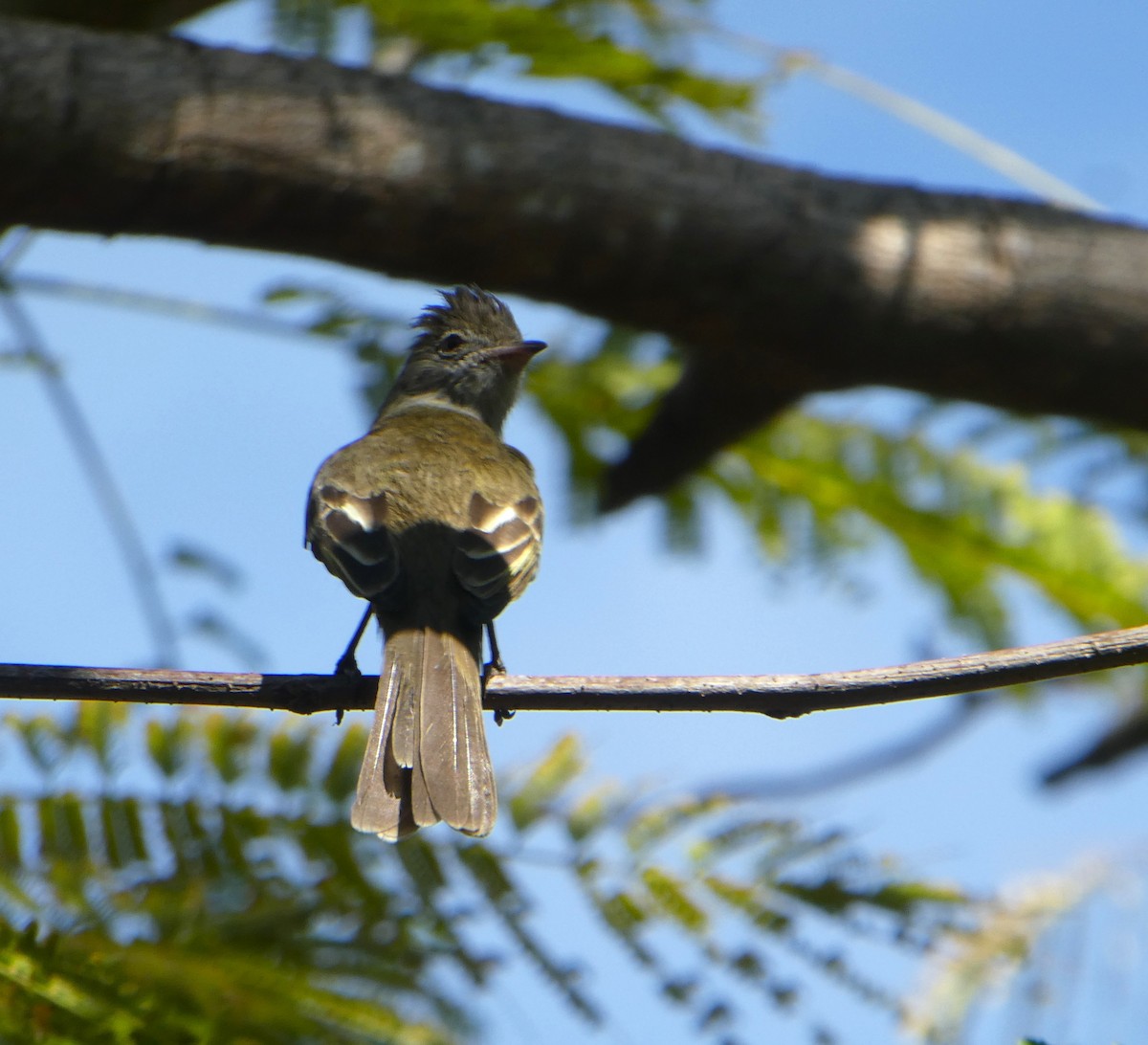 Yellow-bellied Elaenia - ML640998801