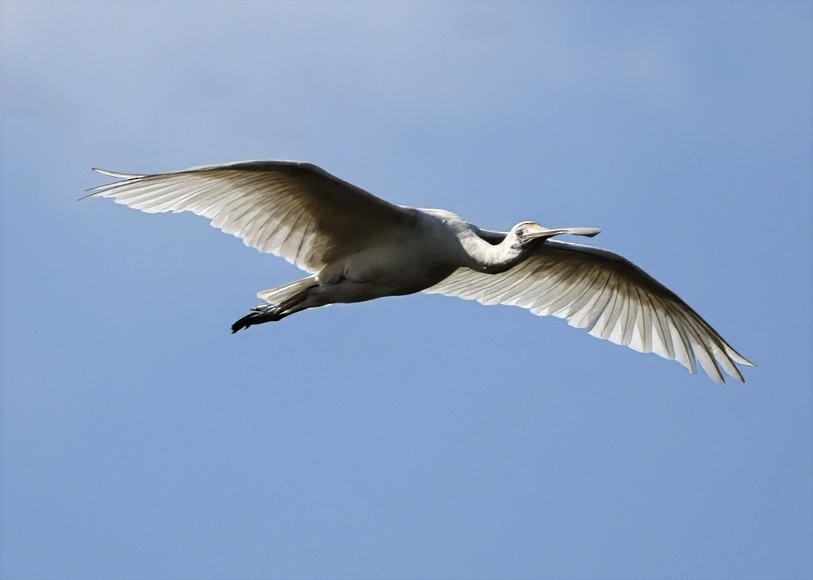 Yellow-billed Spoonbill - ML640998817