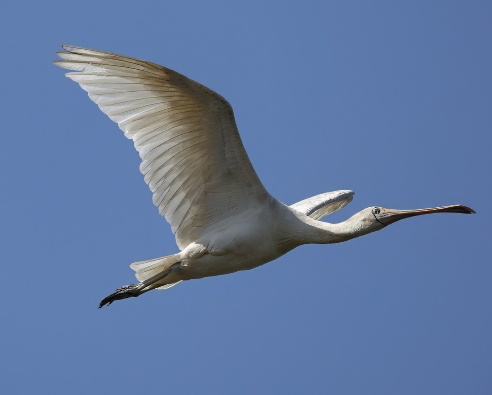 Yellow-billed Spoonbill - ML640998818