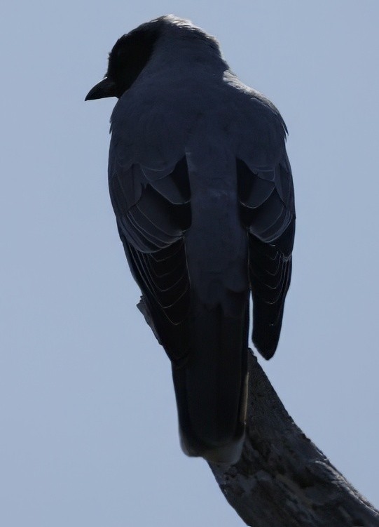 Black-faced Cuckooshrike - ML640998828