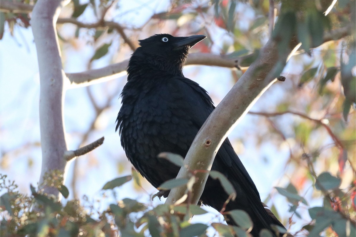 Little Raven - ML640998834
