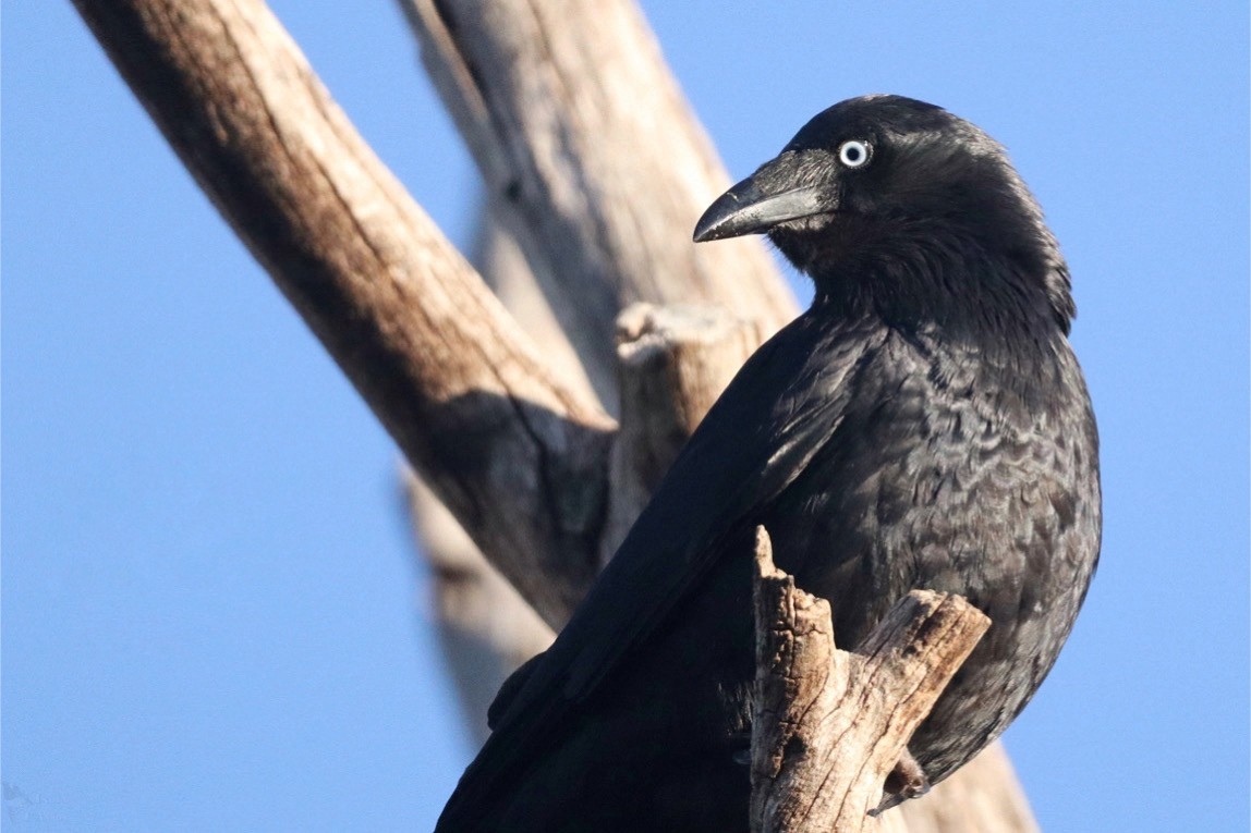 Little Raven - ML640998835