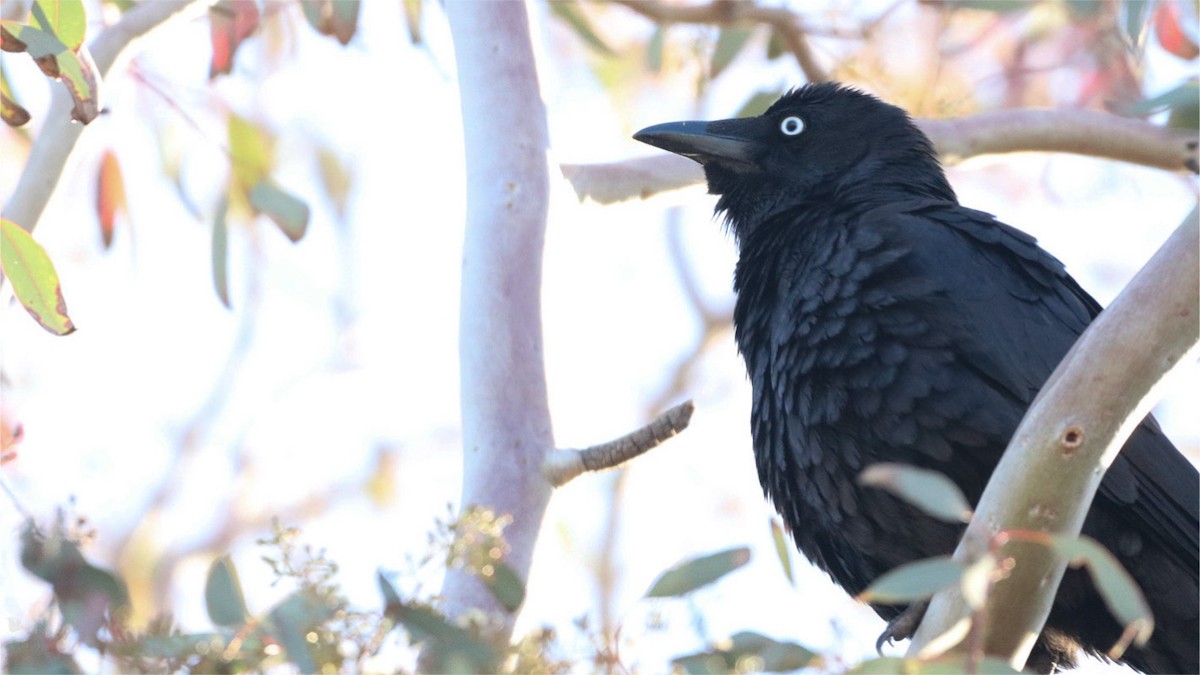 Little Raven - ML640998836