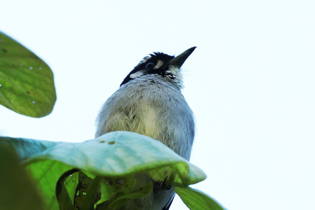 White-eared Monarch - ML640998852