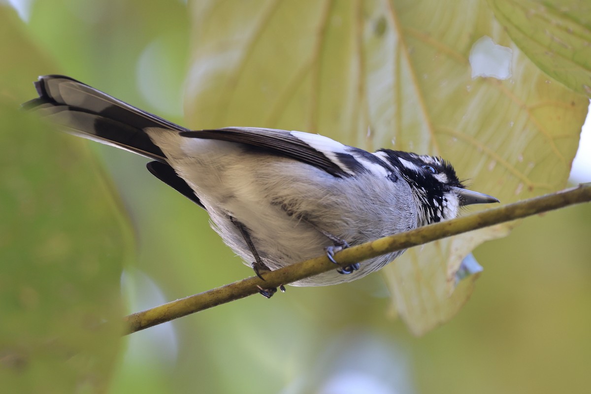 White-eared Monarch - ML640998853
