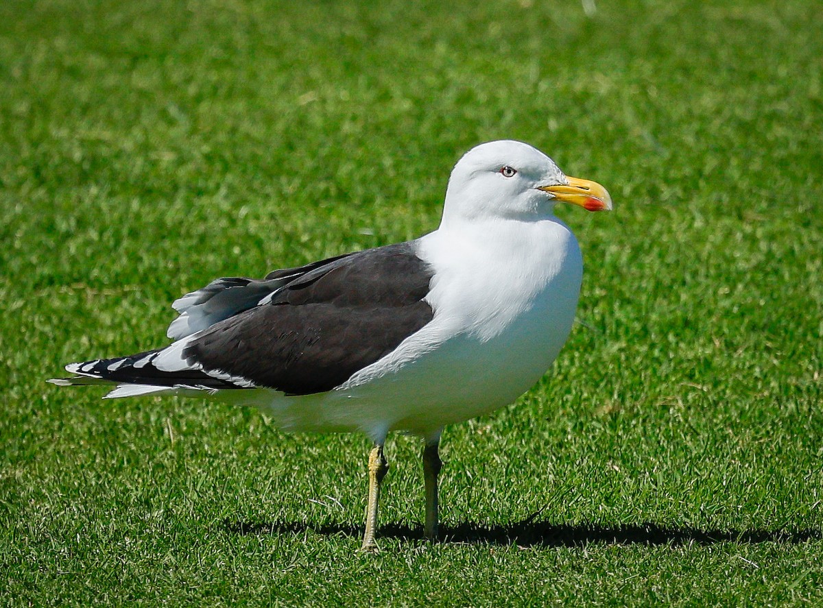 Kelp Gull - ML640998866