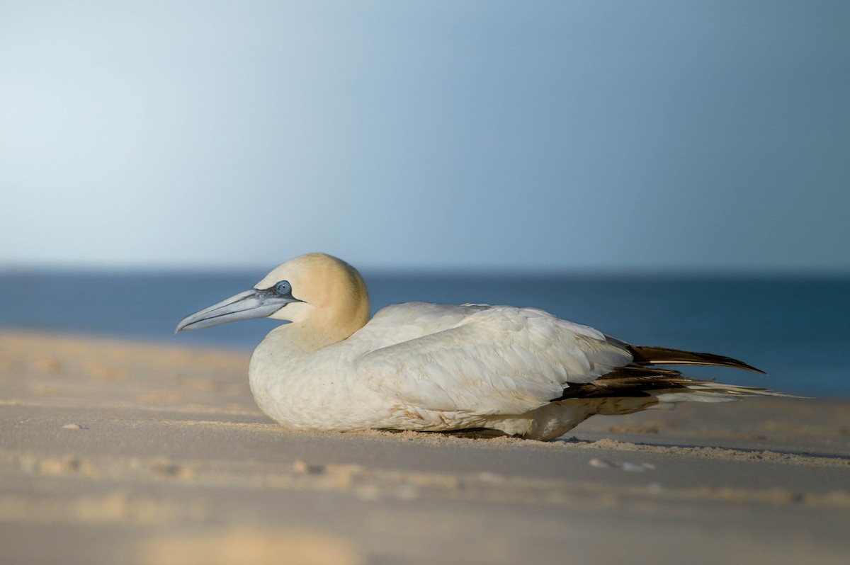 Northern Gannet - ML640998887