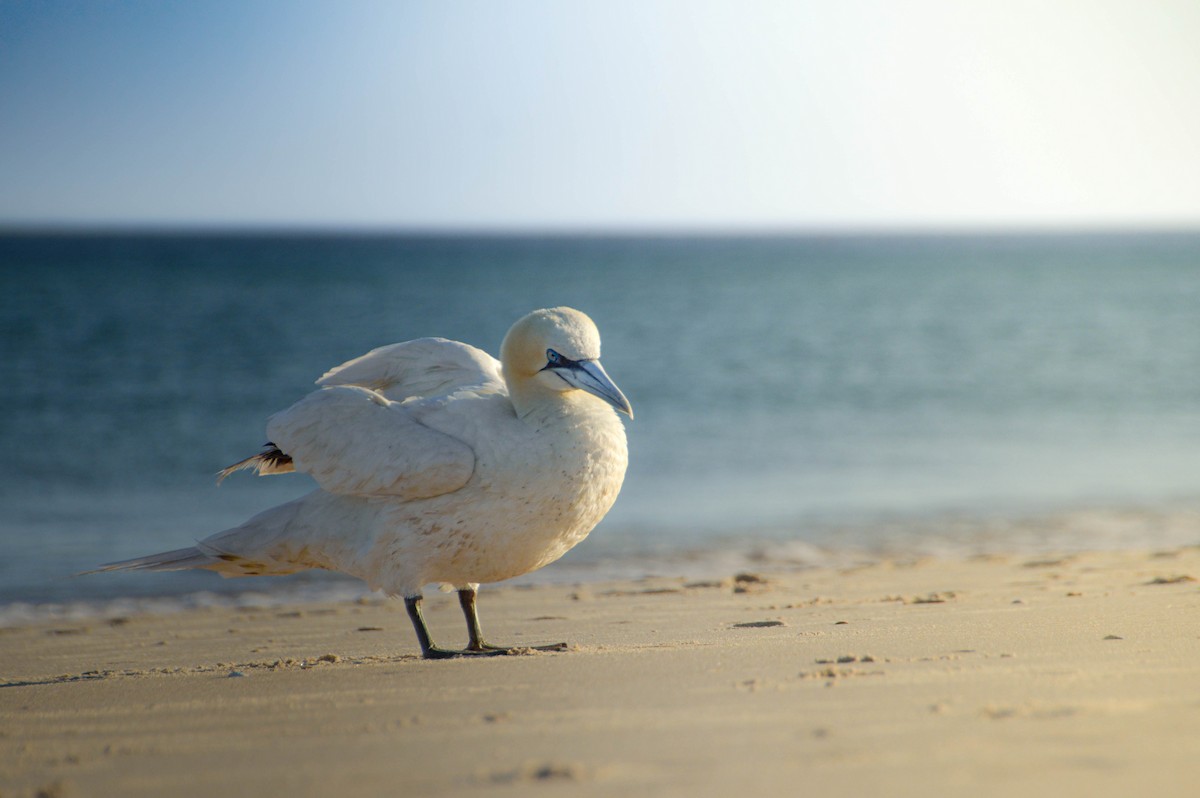 Northern Gannet - ML640998888