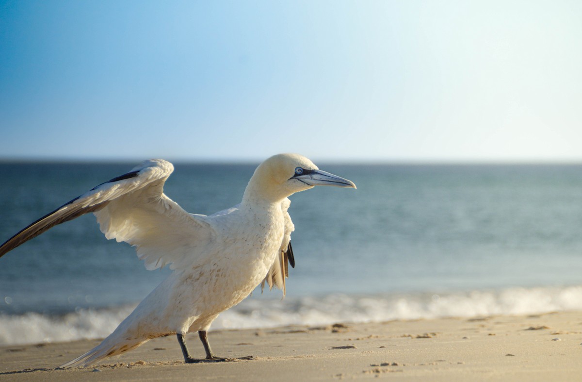 Northern Gannet - ML640998889