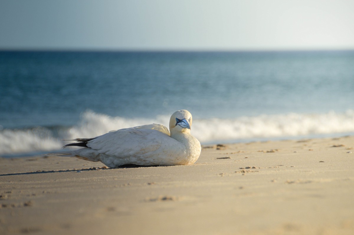 Northern Gannet - ML640998890