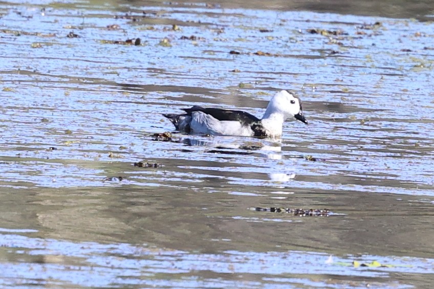 Cotton Pygmy-Goose - ML640998891