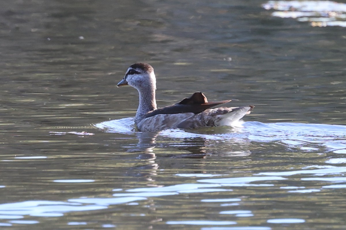 Cotton Pygmy-Goose - ML640998892