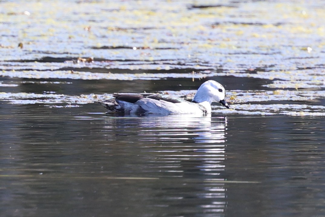 Cotton Pygmy-Goose - ML640998893