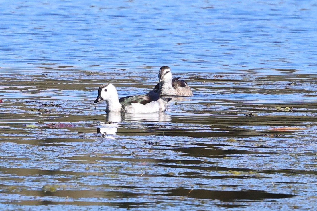 Cotton Pygmy-Goose - ML640998894