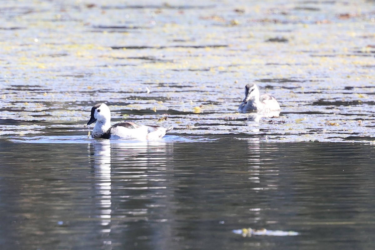 Cotton Pygmy-Goose - ML640998895