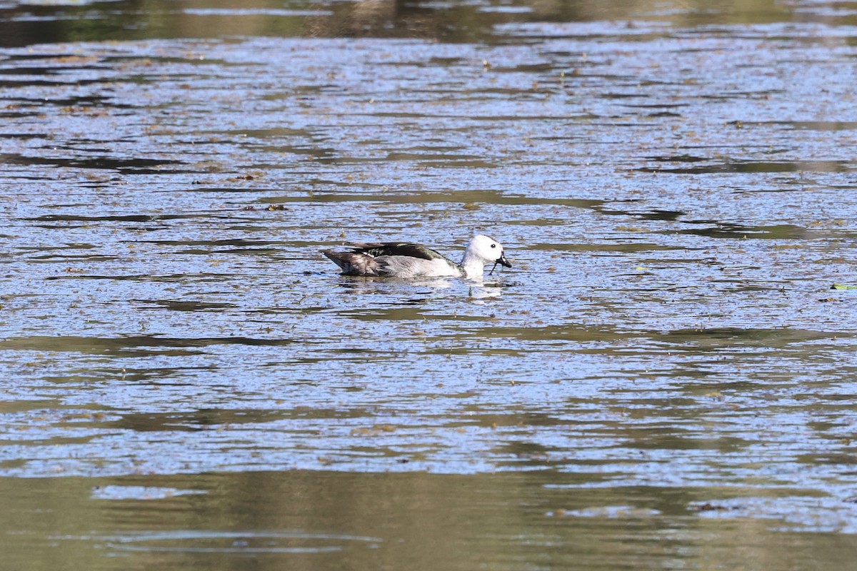 Cotton Pygmy-Goose - ML640998896