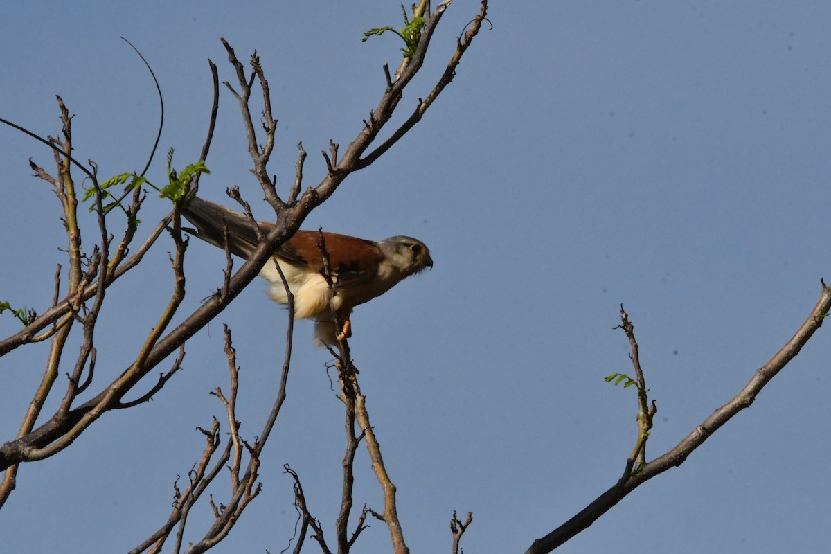 Nankeen Kestrel - ML640998898