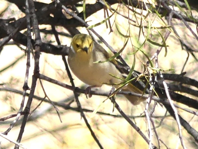White-plumed Honeyeater - ML640998909