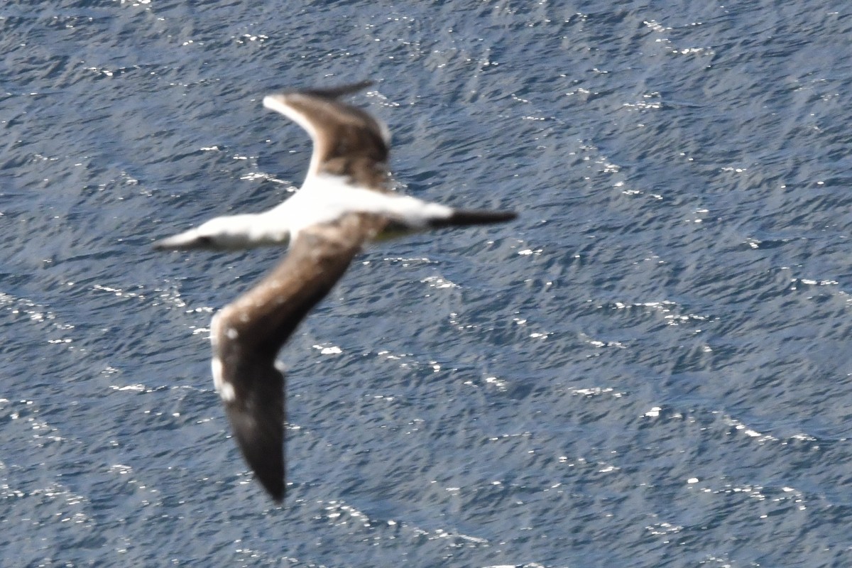 Abbott's Booby - ML640998916