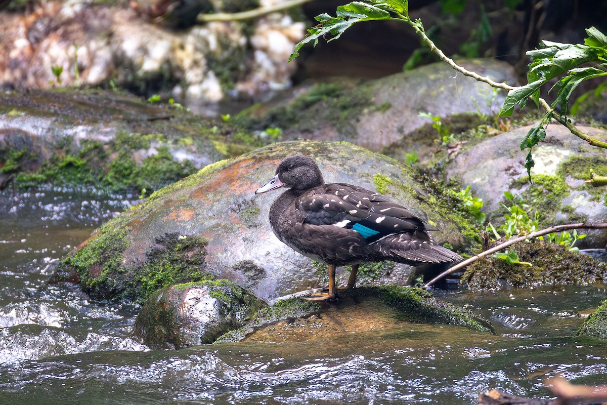 African Black Duck - ML640998951