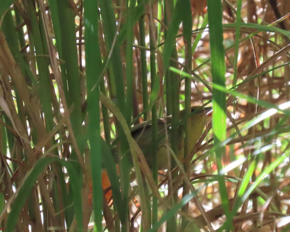 Yellowish-bellied Bush Warbler - ML640998993