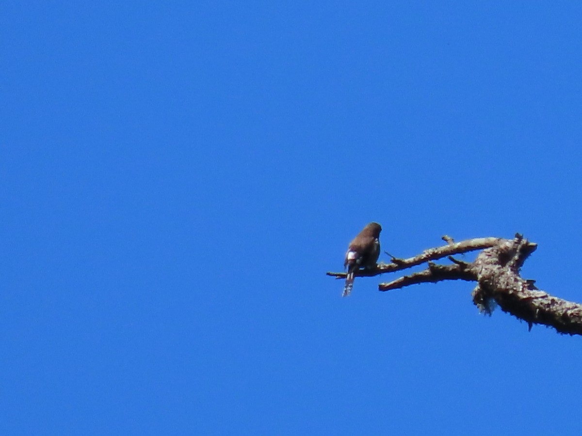 Brown Bullfinch - ML640999020
