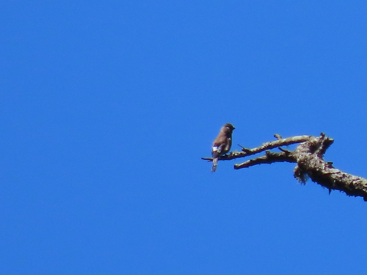 Brown Bullfinch - ML640999021