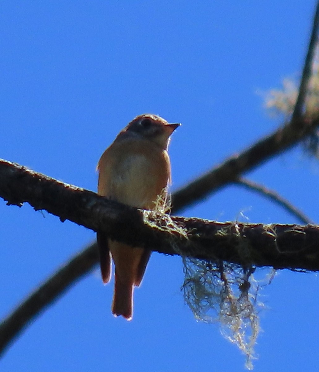 Ferruginous Flycatcher - ML640999079