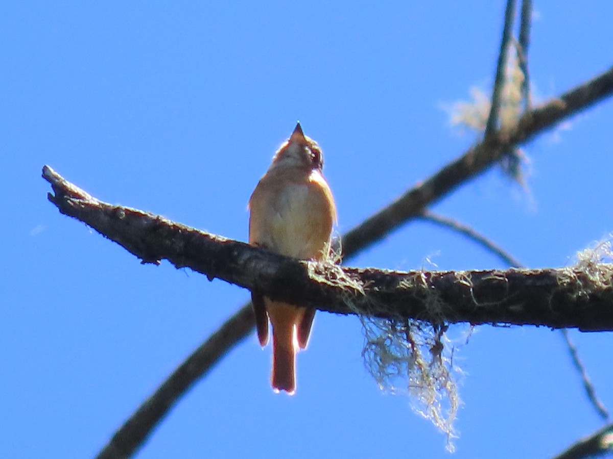 Ferruginous Flycatcher - ML640999082