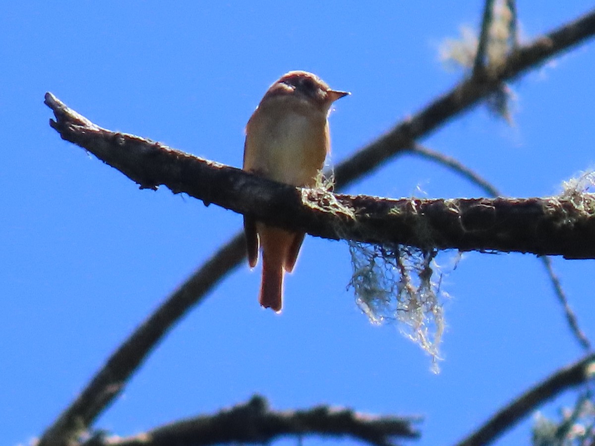 Ferruginous Flycatcher - ML640999083