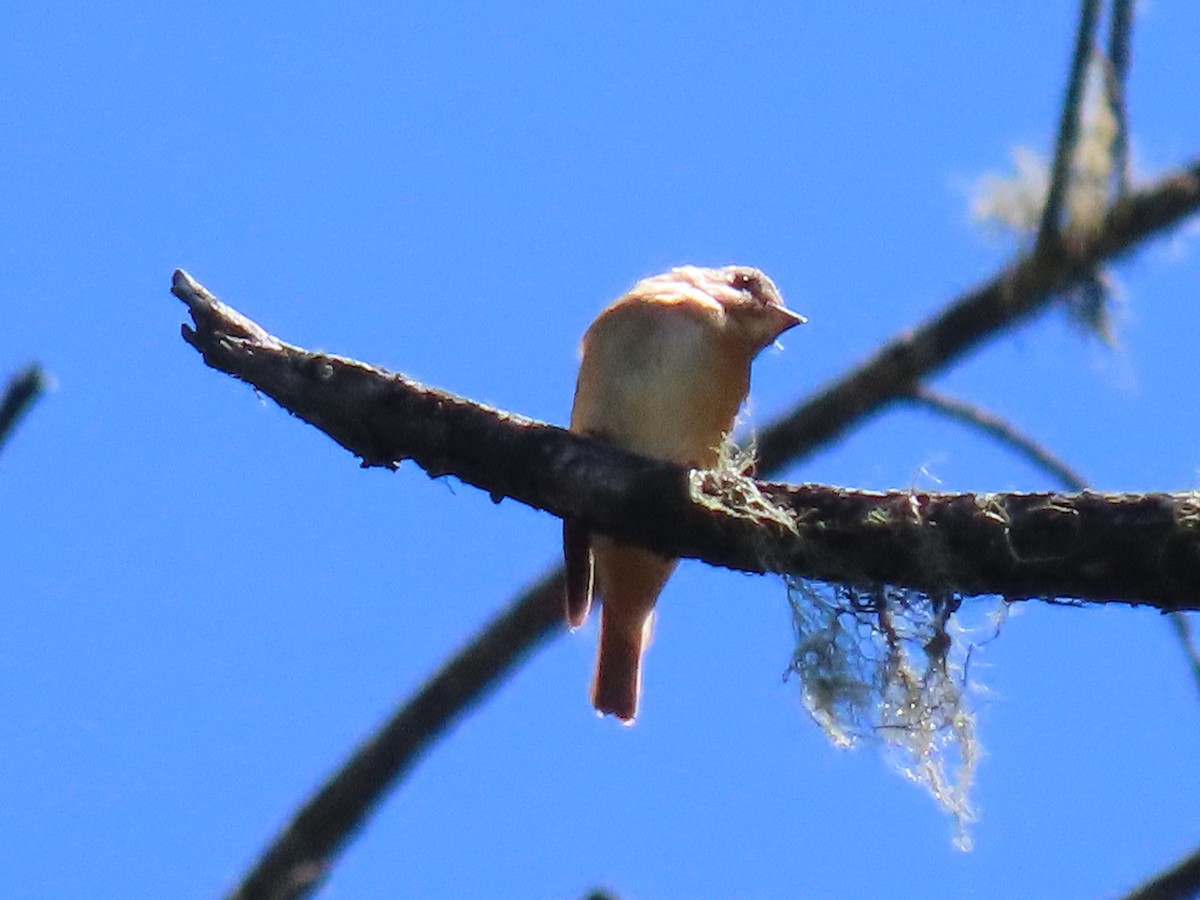 Ferruginous Flycatcher - ML640999084