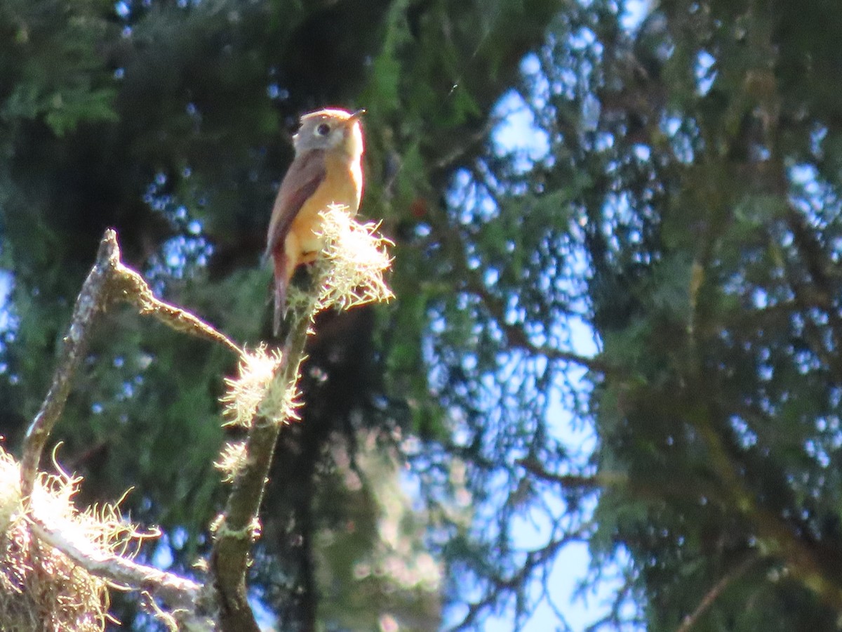 Ferruginous Flycatcher - ML640999086