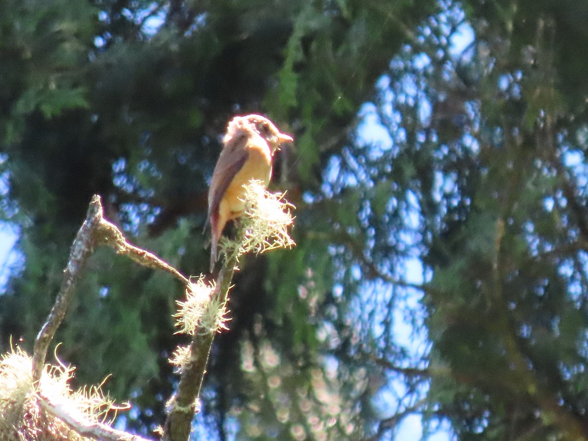Ferruginous Flycatcher - ML640999087