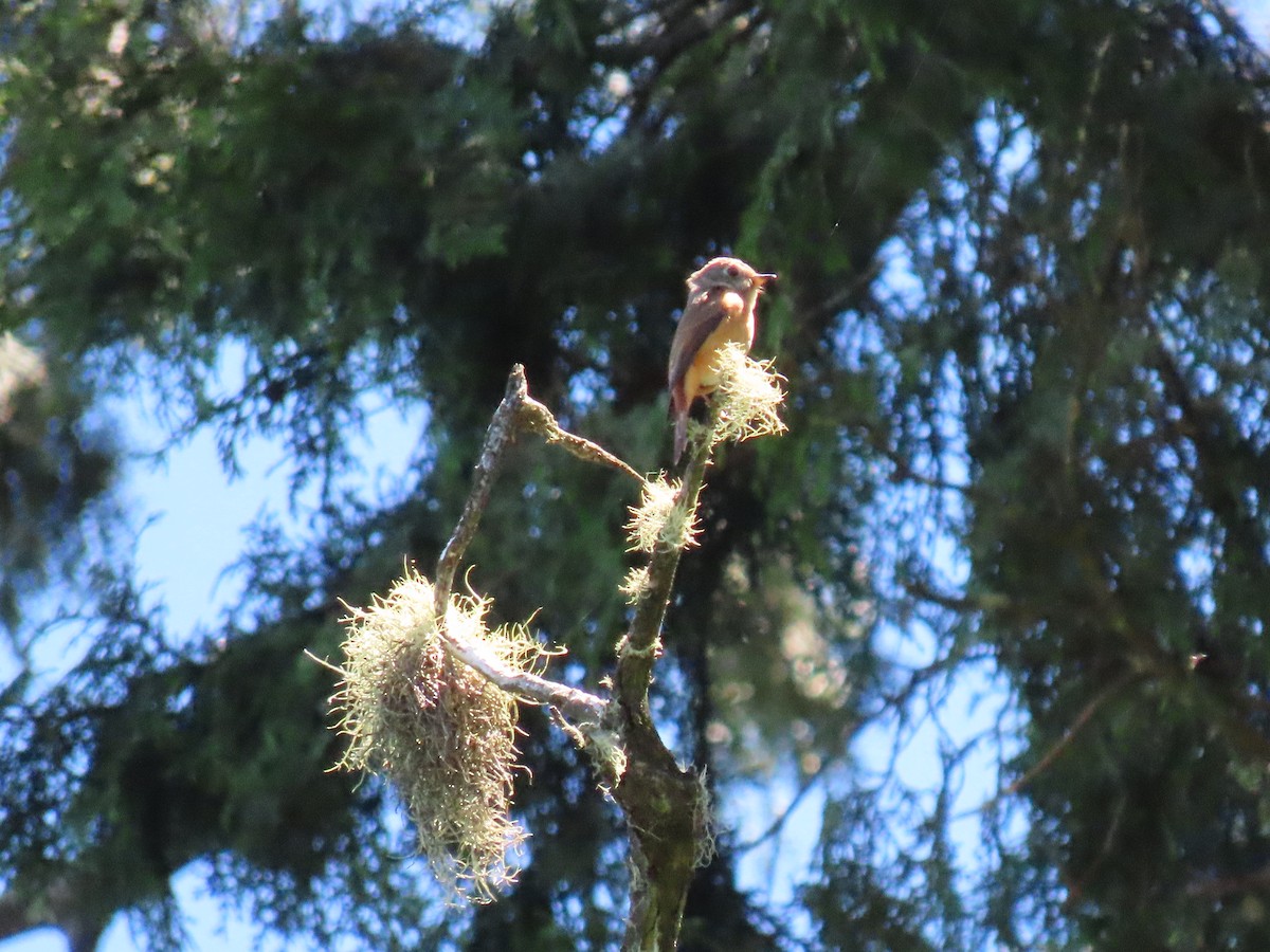 Ferruginous Flycatcher - ML640999088