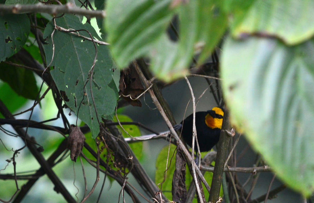 Black-billed Weaver - ML64099911