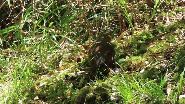 White-whiskered Laughingthrush - ML640999168