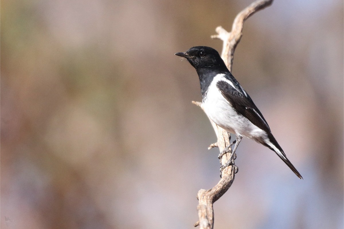 Hooded Robin - ML640999194