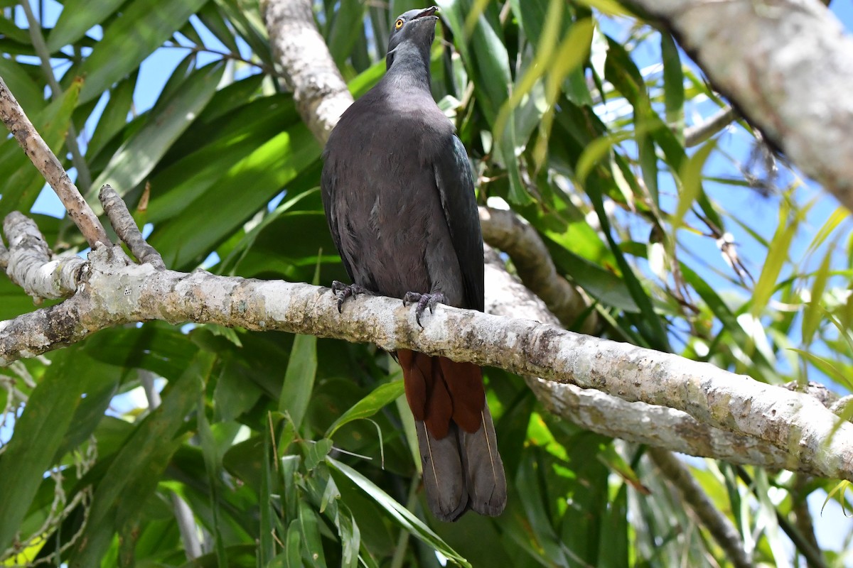 Christmas Island Imperial-Pigeon - ML640999201