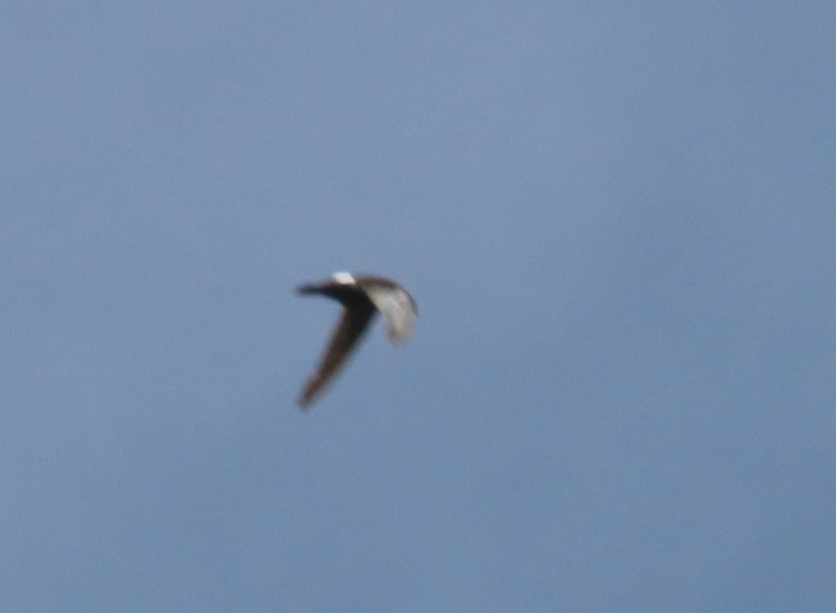 House Swift - ML640999204