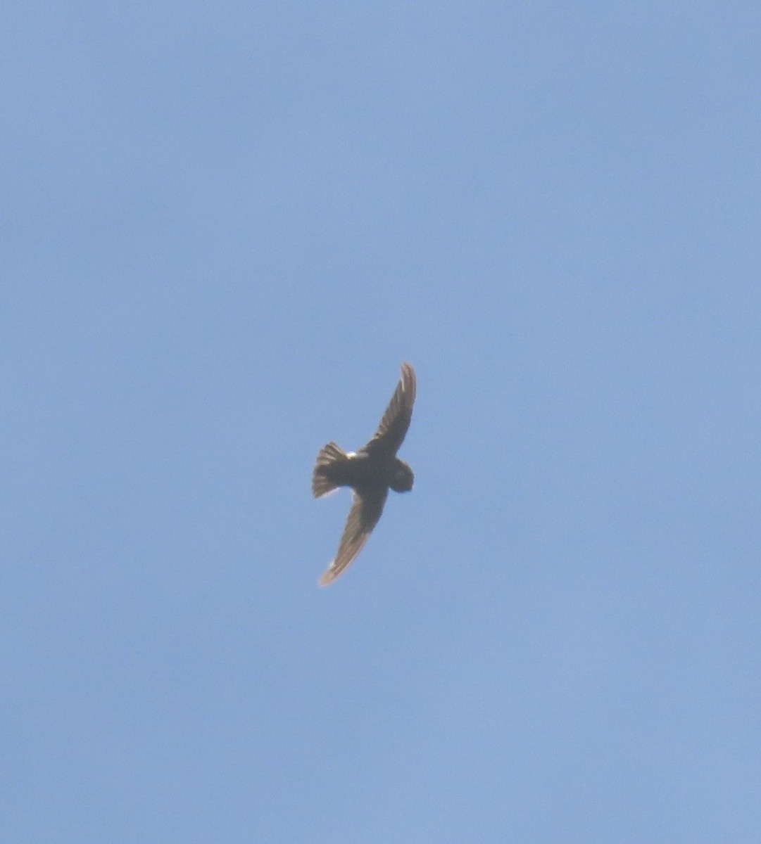 House Swift - ML640999205