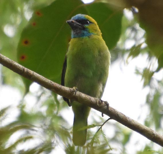 Golden-naped Barbet - ML640999221