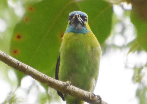 Golden-naped Barbet - ML640999223